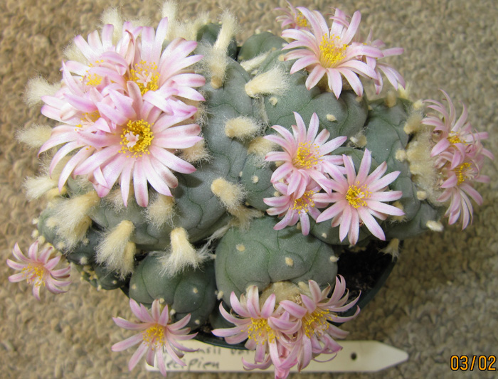 Lophophora Williamsii var. decipiens